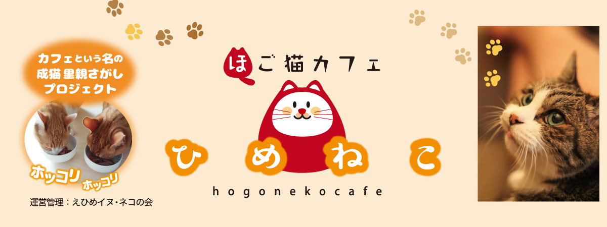猫カフェ「ひめねこ」