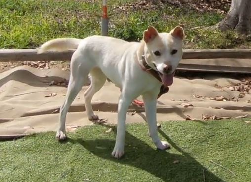 里親さがし 犬 えひめイヌネコの会