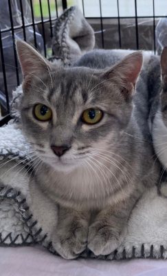 里親さがし・猫  えひめイヌネコの会